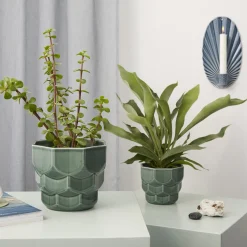 Samsurium blomsterkrukke, spruce